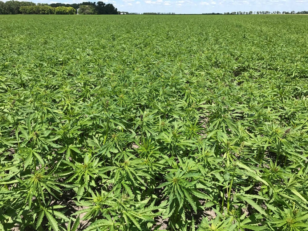 Industrial Hemp Is Taking Root In Minnesota News Thelandonline