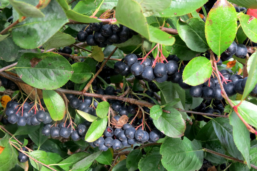 Iowa farmer reaping benefits of Aronia berries News