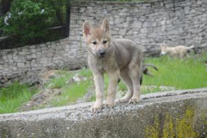 Wolf pup