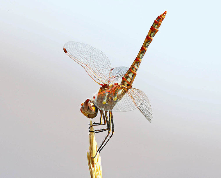 dragonfly migration map pictures to pin on pinterest dragonfly migration map pictures to pin on pinterest