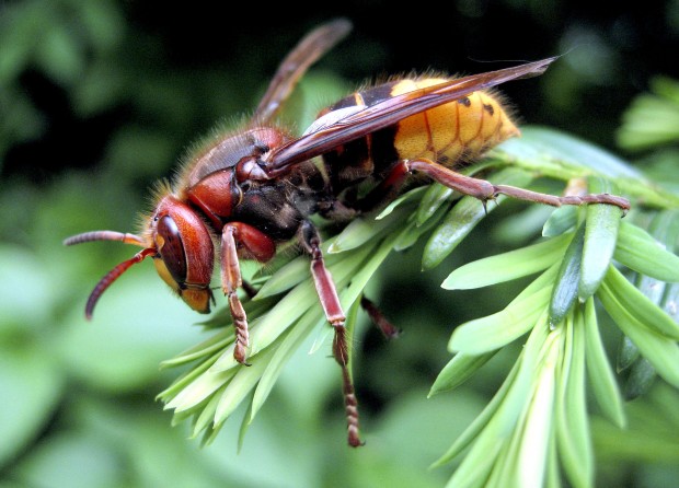 hornets a danger to birds sports hornets a danger to birds sports
