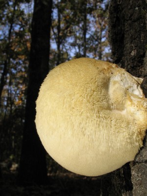 Fall+Mushrooms+in+Illinois Fall Mushrooms in Illinois http://thesouthern.com/sports/outdoors ...