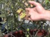 What's Wrong with My Tomato Plant?