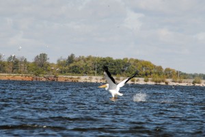 pelican
