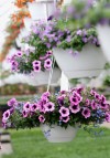 Beautiful hanging baskets start with smart planting