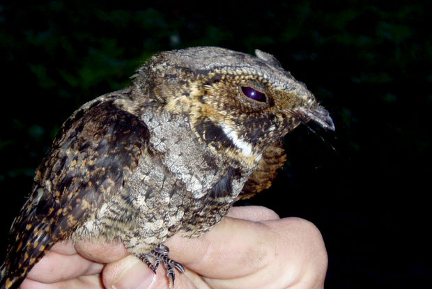 The Disappearing Whippoorwill Sports