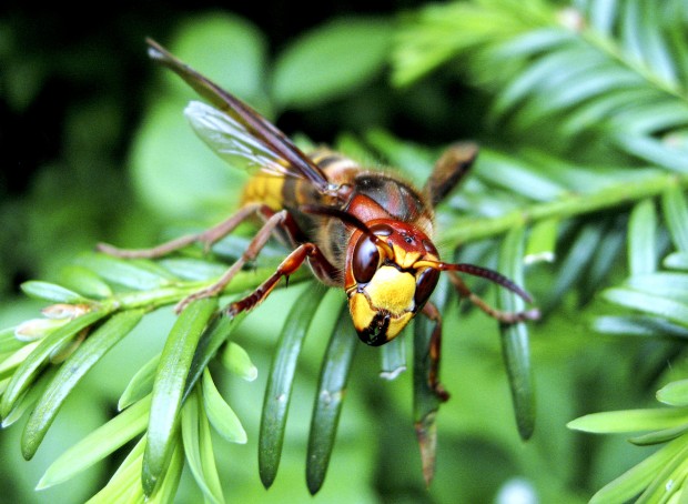 hornet bird hornet bird