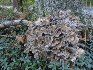 Fall+Mushrooms+in+Illinois 00Z 2011-08-26T14:34:11Z Mushrooms! Yes, you can hunt them in the fall ...