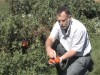 Water Cracking on Tomatoes
