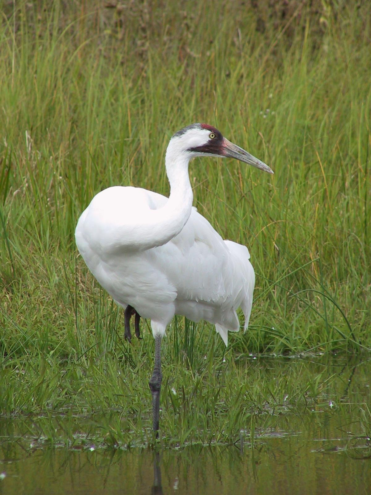 Whooping cranes take Saline County migration hiatus Outdoors