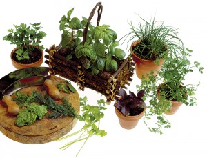 Herb, garden show returns