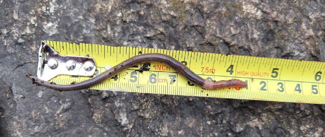 This Invasive Hammerhead Worm Will Make Your Skin Crawl