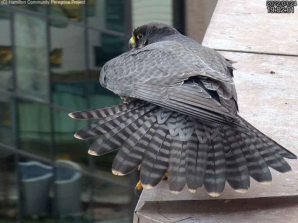 Peregrine Falcon Voted Hamiltons Top Bird