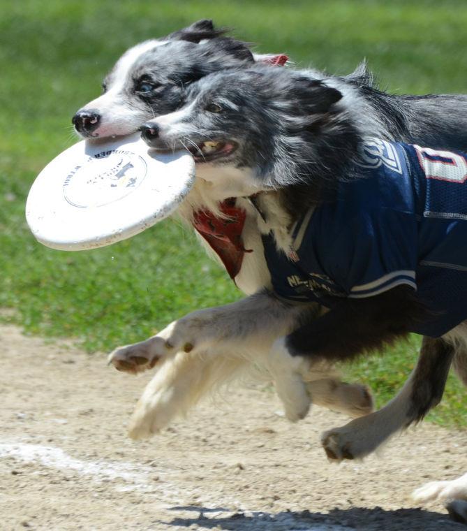 Flying High Frisbee Dogs The Sun Chronicle Staff
