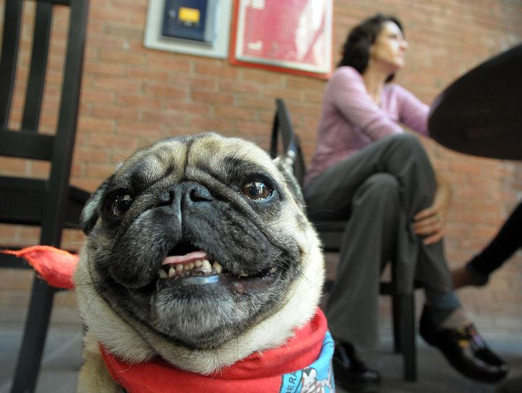 pugs as therapy dogs national day photo gallery the sun chronicle staff pugs as therapy dogs national day photo gallery the sun chronicle staff