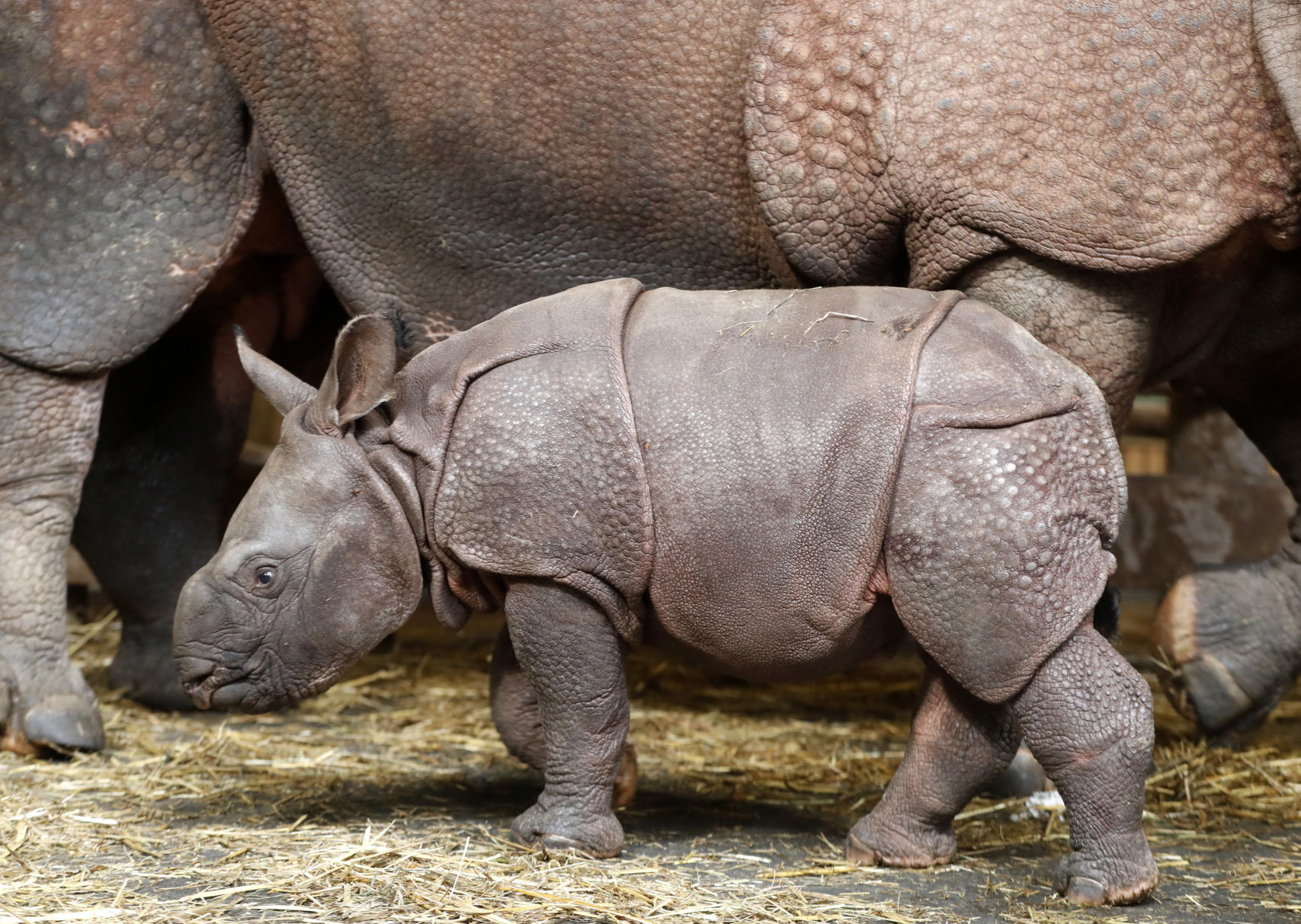 indian rhinoceros indian rhinoceros