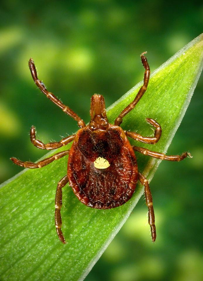 Bad bite A tick can make you allergic to red meat The Sun Chronicle