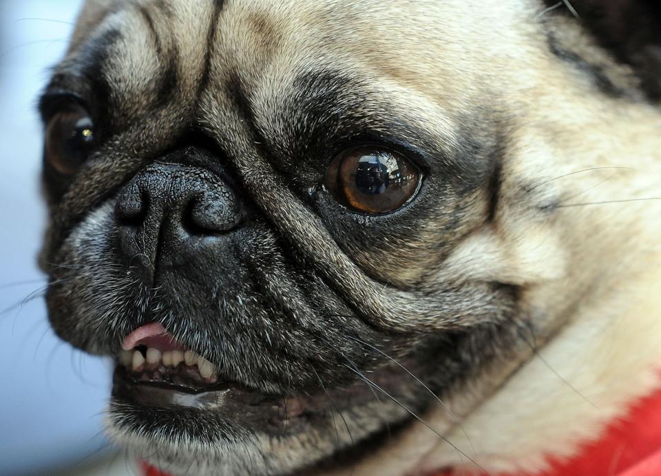 pugs as therapy dogs those puppy the sun chronicle staff pugs as therapy dogs those puppy the sun chronicle staff