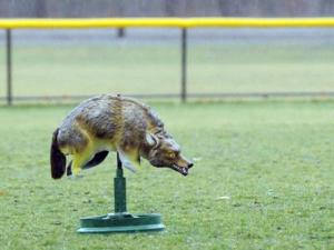 City plants fake coyotes on fields to scare off geese - The Sun