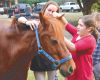 Equine therapy