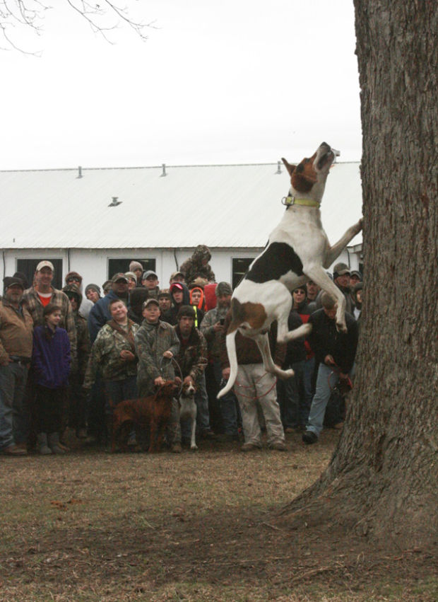 Grander Grand American: Nationally renowned field trials for coon dogs