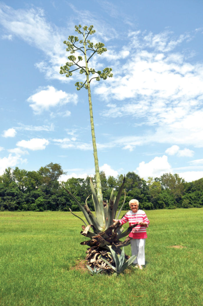 blooming-century-plant-turning-heads-in-town