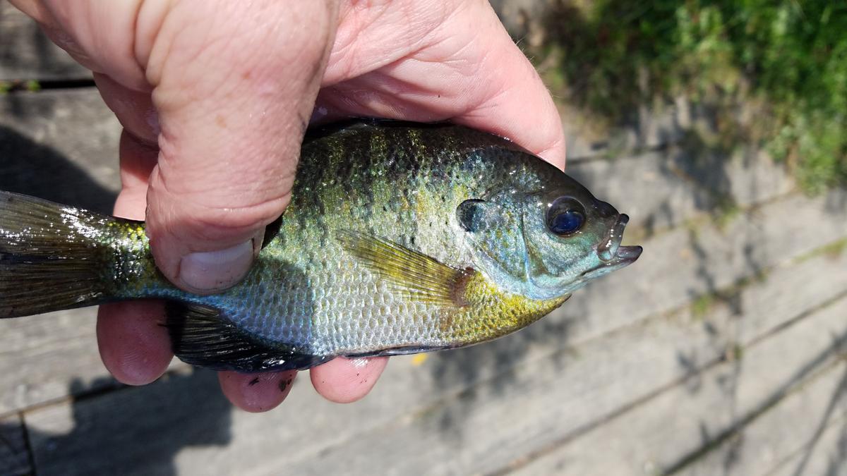 Bluegill bite on Outdoors
