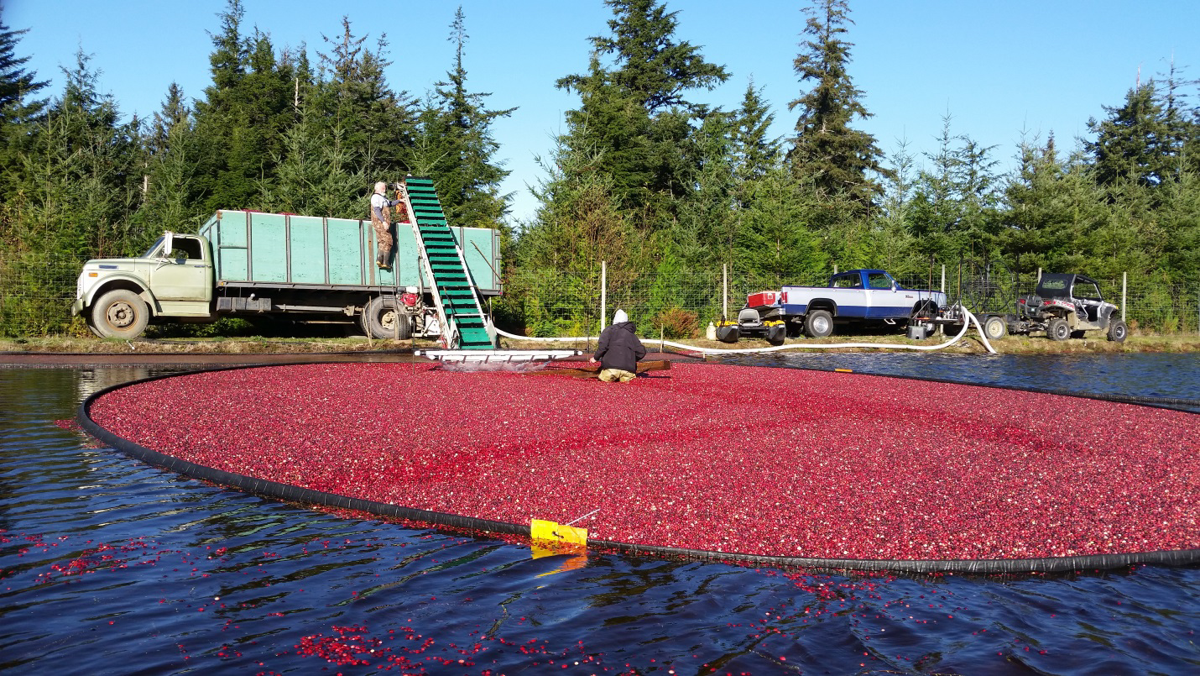 Oregon grower delivers first cranberries of the year Bandon News