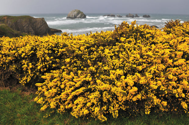 gorse and french broom
