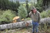 Log exports