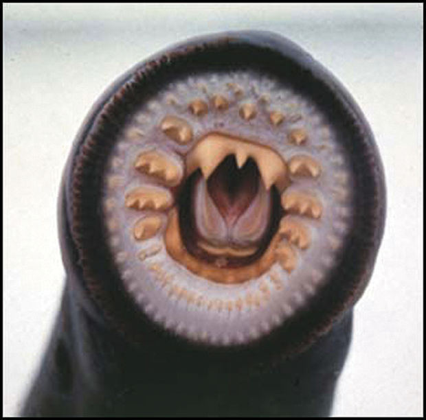 The Pacific Lamprey Eel Like salmon with fresh water beginning and end