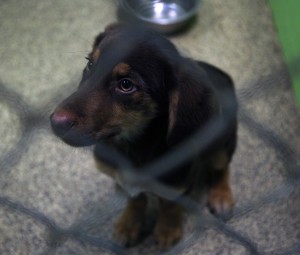 test4Humane society