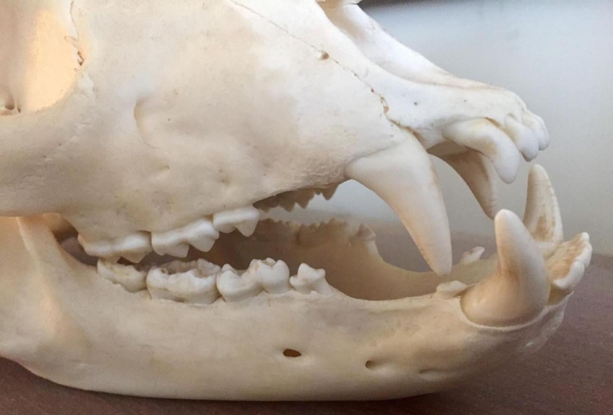 toy bear with teeth
