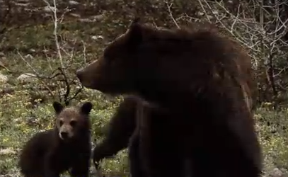 Hiker Killed By Grizzly Bear In Yellowstone National Park 