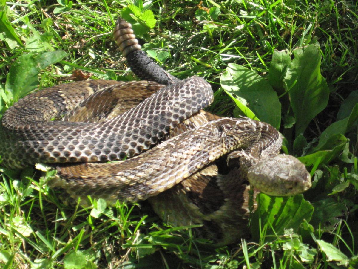 Police say campers killed and grilled a timber rattlesnake News