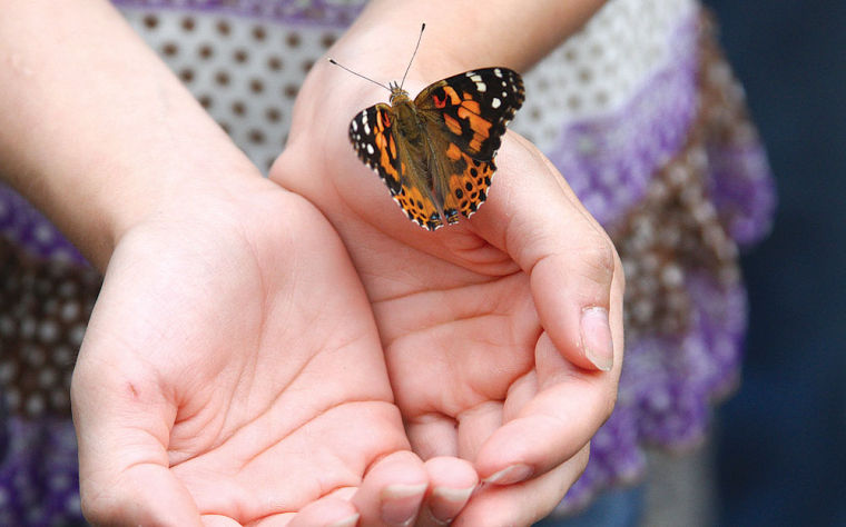 Release Of Butterflies At Peoples Hospice Event Symbol Of Freedom And