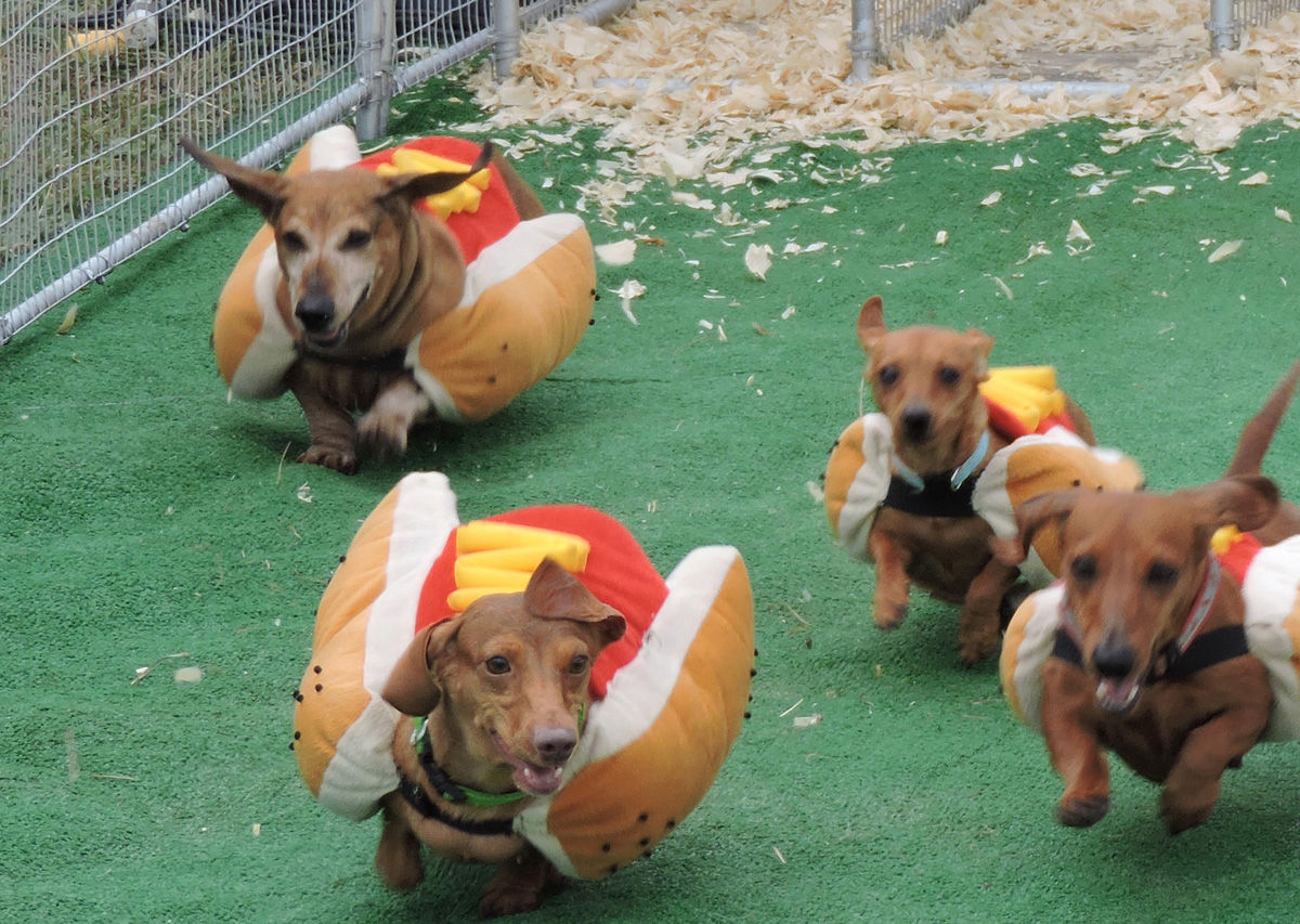 online timer race hot dog