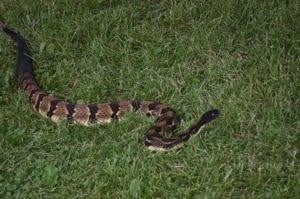 Photos From The Morris Rattlesnake Roundup - Tiogapublishing.com: News