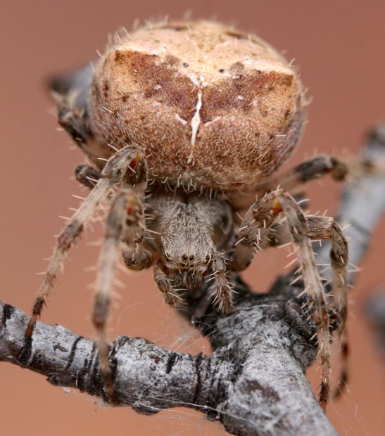 A Look At Wyomings Biggest Most Venomous And Strangest Spiders Open