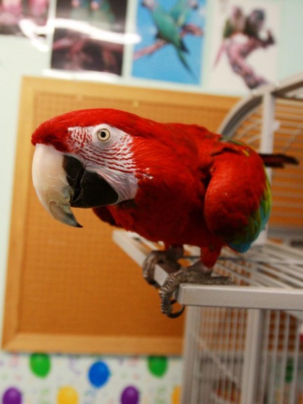 Exotic bird store flourishes in downtown Casper