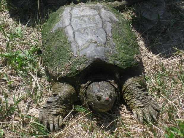 eastern snapping turtle