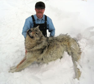 Wyoming Gov. Mead touts wolf reintroduction success Wyoming Gov. Mead touts wolf reintroduction success