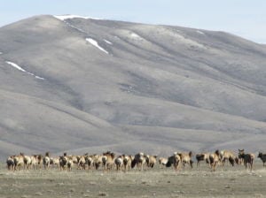 Elk could recover from chronic wasting disease, study shows Elk could recover from chronic wasting disease, study shows