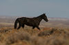 Judge to hear arguments federal suit over roundup of Wyoming wild horses