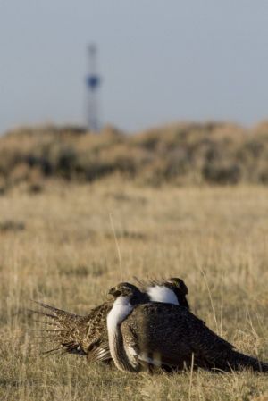 Editorial board: Sage grouse protection shows the way for Wyoming-led good ideas Editorial board: Sage grouse protection shows the way for Wyoming-led good ideas