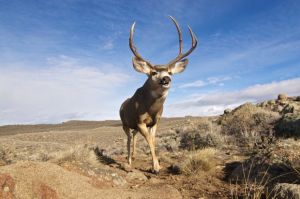 Researchers: Newly discovered Wyoming mule deer herd travels farthest in the world Researchers: Newly discovered Wyoming mule deer herd travels farthest in the world