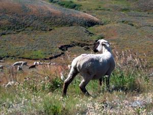 Sheepherders accuse sheep operations of conspiring to keep wages low