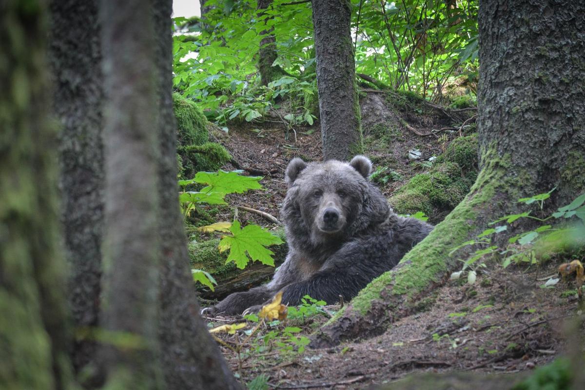 On Alaskan island, bear encounters are part of life Open Spaces
