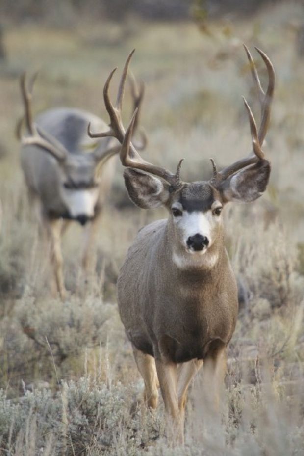 Big Mule Deer Bucks