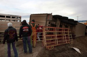 WHP cited drivers in crash that killed 20 cattle WHP cited drivers in crash that killed 20 cattle